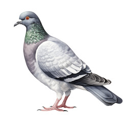 Rock pigeon watercolor illustration