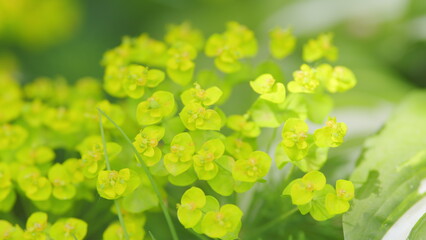 Spurge flowers or euphorbia amygdaloides, beautiful green plant blooming in summer. Close up.