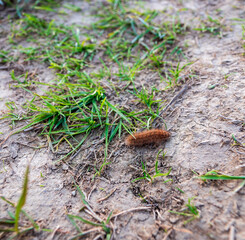 Spinner caterpillars live alone on plants. When disturbed, they quickly grow and fall to the ground in the vegetation