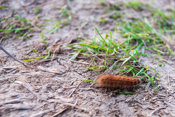 Spinner caterpillars live alone on plants. When disturbed, they quickly grow and fall to the ground in the vegetation