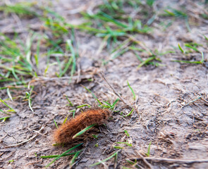 Spinner caterpillars live alone on plants. When disturbed, they quickly grow and fall to the ground in the vegetation