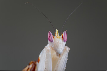 Beautiful Pink Orchid mantis on flower with isolated background