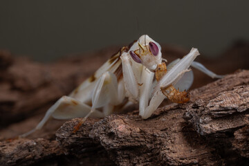 Beautiful Pink Orchid mantis on flower with isolated background