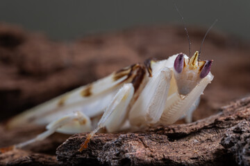 Beautiful Pink Orchid mantis on flower with isolated background
