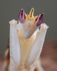 Beautiful Pink Orchid mantis on flower with isolated background