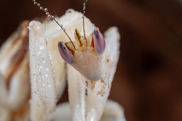Beautiful Pink Orchid mantis on flower with isolated background