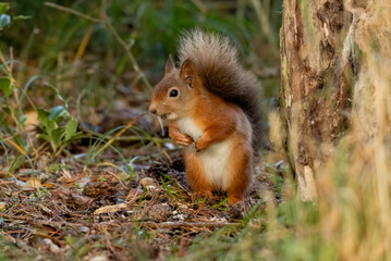 Curious little scottish red squirrel in the woodland