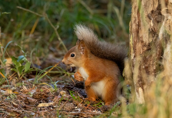 Curious little scottish red squirrel in the woodland