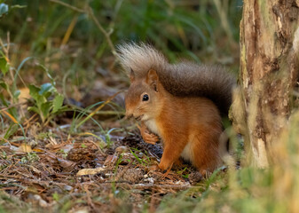 Curious little scottish red squirrel in the woodland