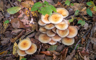 The fringed bunch grows almost all year round, but especially in autumn, on the stumps of coniferous and deciduous trees or on wood hidden under the ground.