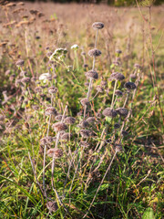Sapa tuberous is a taller, perennial, wild plant of drier, sunny places, blooming in early summer with purple-pink flowers arranged in dense whorls.