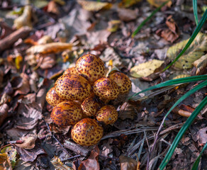Golden Veil Scale grows in April and May and then from October to November on live and dead trunks of deciduous trees. It is most often found on birches, beeches, willows and oaks.