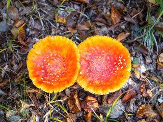 Red toadstool is one of the most beautiful mushrooms growing in forests.  Almost every child knows her, as she often appears in story books. Too bad it's poisonous.