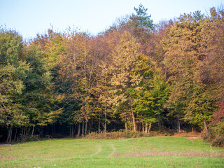 A dirt road leading to a forest stained with autumn colors.