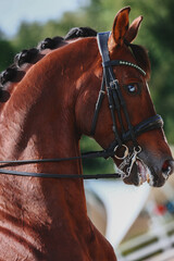 Vertical portrait of a beautiful bay horse. Horse riding class. Show ring on equestrian. Beautiful mane