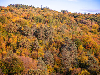 Obraz premium In autumn, the leaves of the trees in the forest turn golden to bronze, adding seasonal color to nature. Always green pine needles stand out among the yellow color.