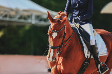 Rider landing and horse control. Portrait of a horse during a performance at equestrian...