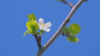 Cherry blossom in spring for background. Branch with white flowers in spring bloom. Slow motion.