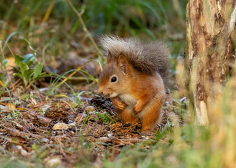 Curious little scottish red squirrel in the woodland