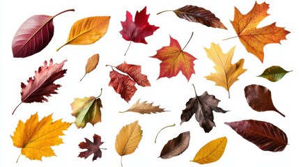Obraz premium A dynamic arrangement of falling autumn leaves, featuring a mix of different species, against a transparent background, perfect for seasonal graphics, invitations, and promotional content