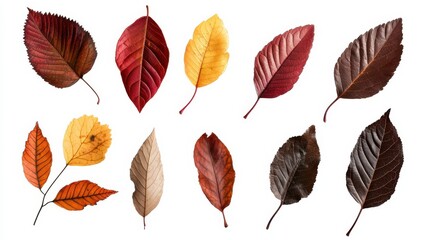A vibrant collection of autumn leaves in various shapes and colors gently falling against a transparent background, capturing the essence of the fall season for use in seasonal marketing materials