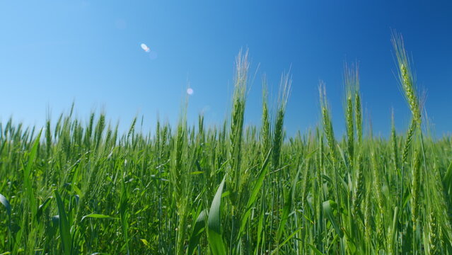 Low anlgle view. Long wheat stalks swaying as a gentle summer breeze. Beautiful blue sky. Field of ripening wheat. Agriculture concept.