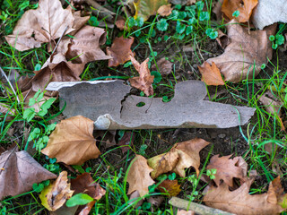 Naklejka premium Sycamore bark periodically sheds in flat scales, revealing new bark. Dirt and dust are removed with the shedding bark. So the sycamore can survive well even in cities with polluted air.