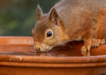 Close up of a thirsty little scottish red squirrel having a drink of water © Sarah