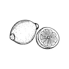 Lemon tropical citrus fruit sketch outline illustration. Simple doodle drawing in engraving style. Hand drawn vector line art clipart isolated on white background