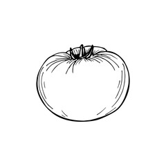 Tomato sketch outline illustration. Simple doodle drawing in engraving style. Hand drawn vector line art clipart isolated on white background
