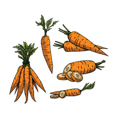 Carrot vector illustration hand drawn style