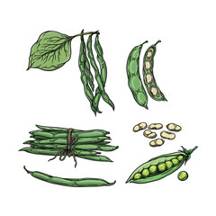  Green bean in vector hand drawn style