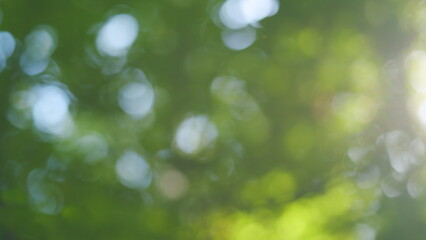 Fototapeta premium Nature abstract background. Beautiful sunny blurry spring or summer peaceful nature background. Blur.