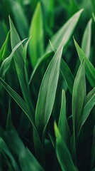 Naklejka premium Vibrant Close-Up of Healthy Green Leaves