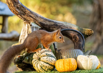 Close up of a cute scottish red squirrel with pumpkins in October in an autumnal scene