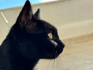 Portrait of black cat feline in profile.  © OLENA LIALINA