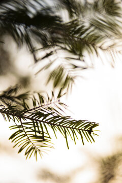 Branch of a Grand Fir tree, Abies Grandis