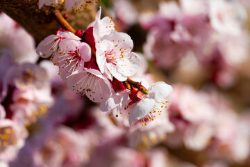 Close-up blossoming of apricot trees on a meadows of Europe in the spring