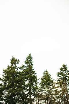 Douglas Fir tree tops