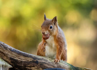Curious little scottish red squirrel in the woodland