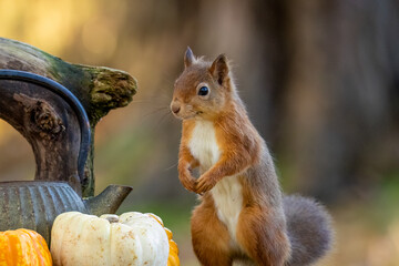 Curious little scottish red squirrel in the woodland