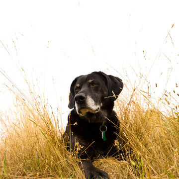 Black Labrador Retriever dog with grey muzzle lying in long grass