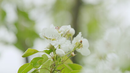 Beautiful branch on spring day. Blossom pear white flower tree on nature background. Close up.