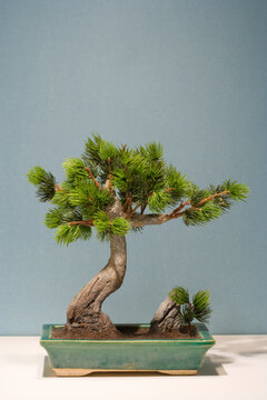 Close up of a Bonsai tree.