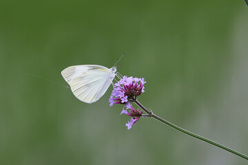 アザミと紋白蝶