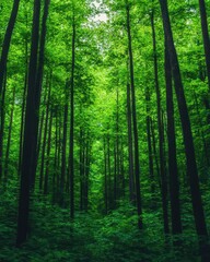 Fototapeta premium Vast forest beneath a tranquil sky, captivating in its stillness and vibrant richness.