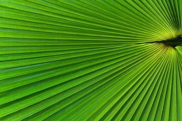 Close up of a fan-shaped palm leaf.