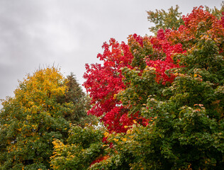 In autumn, some trees such as maple and hornbeam can turn into a tangle of beautiful colors.