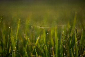 朝露の稲穂に蜘蛛