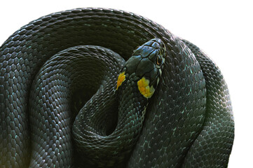 Chinese New Year. A snake isolated white background. 2025 year snake year. New year.